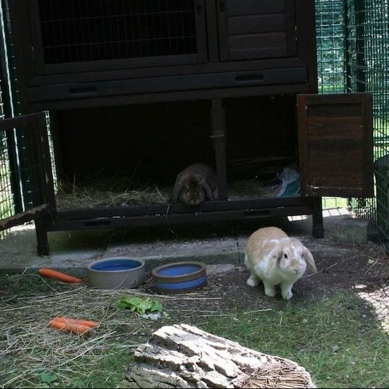 Tierklinik - Hundepension - Katzenpension - Kleintierpension - Gaaden