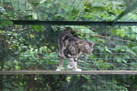 Tierklinik - Hundepension - Katzenpension - Kleintierpension - Gaaden
