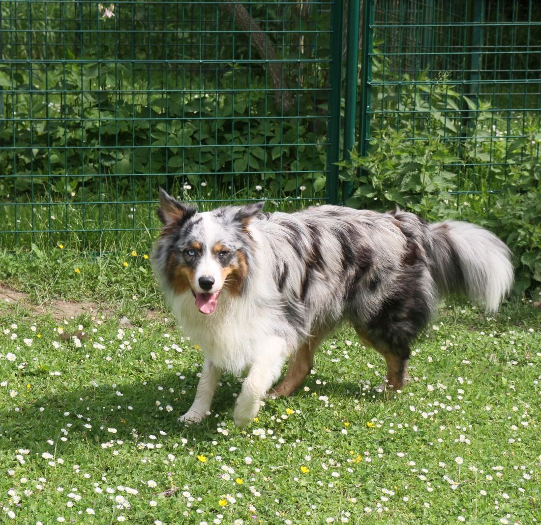 Tierklinik - Hundepension - Katzenpension - Kleintierpension - Gaaden