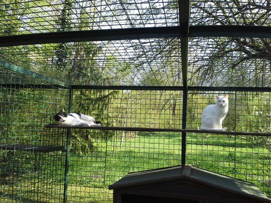 Tierklinik - Hundepension - Katzenpension - Kleintierpension - Gaaden