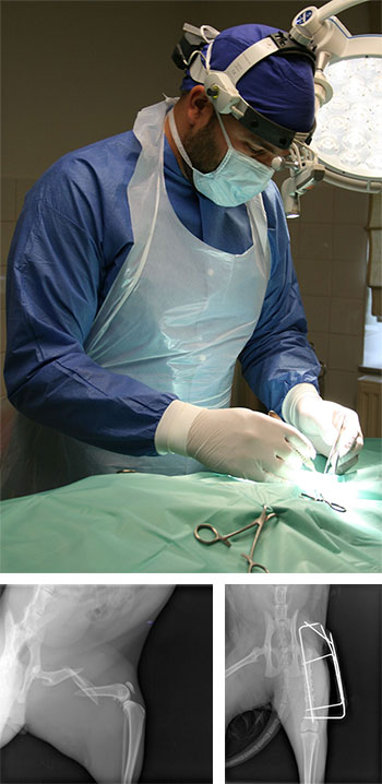 Kleintier Knochenchirurgie - Tierarzt und Tierklinik Gaaden