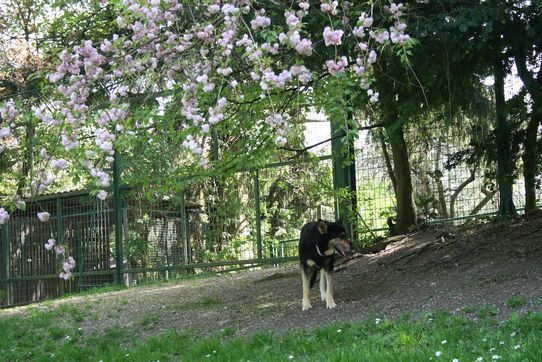 Tierklinik - Hundepension - Katzenpension - Kleintierpension - Gaaden