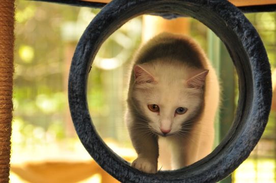 Tierklinik - Hundepension - Katzenpension - Kleintierpension - Gaaden