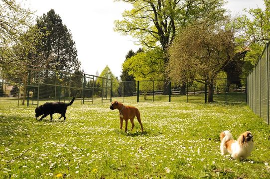 Tierklinik - Hundepension - Katzenpension - Kleintierpension - Gaaden