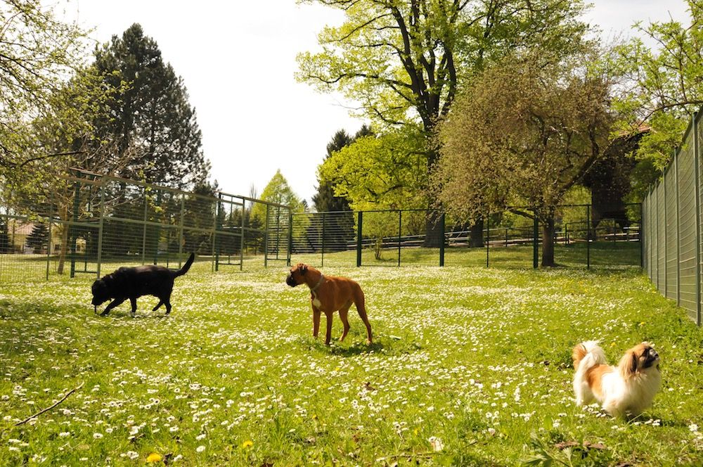 Tierklinik - Hundepension - Katzenpension - Kleintierpension - Gaaden