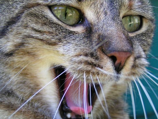 Tierklinik - Hundepension - Katzenpension - Kleintierpension - Gaaden