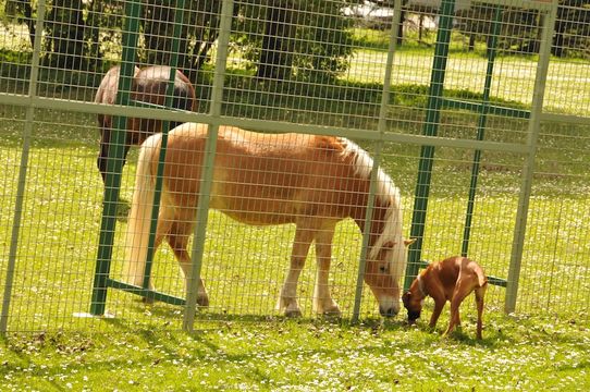 Tierklinik - Hundepension - Katzenpension - Kleintierpension - Gaaden