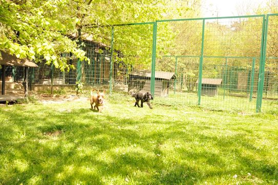 Tierklinik - Hundepension - Katzenpension - Kleintierpension - Gaaden