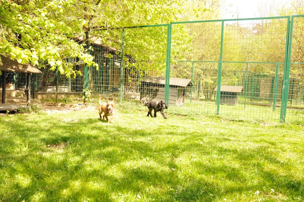 Tierklinik - Hundepension - Katzenpension - Kleintierpension - Gaaden