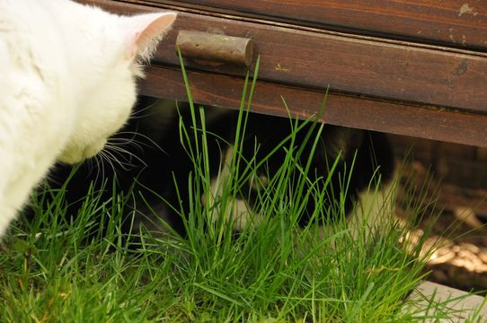 Tierklinik - Hundepension - Katzenpension - Kleintierpension - Gaaden
