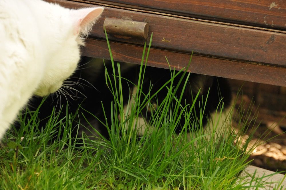 Tierklinik - Hundepension - Katzenpension - Kleintierpension - Gaaden