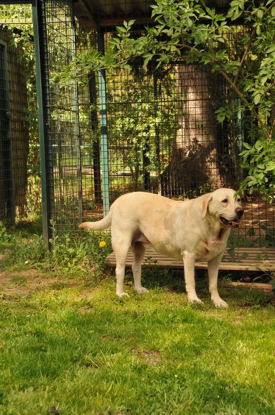 Tierklinik - Hundepension - Katzenpension - Kleintierpension - Gaaden