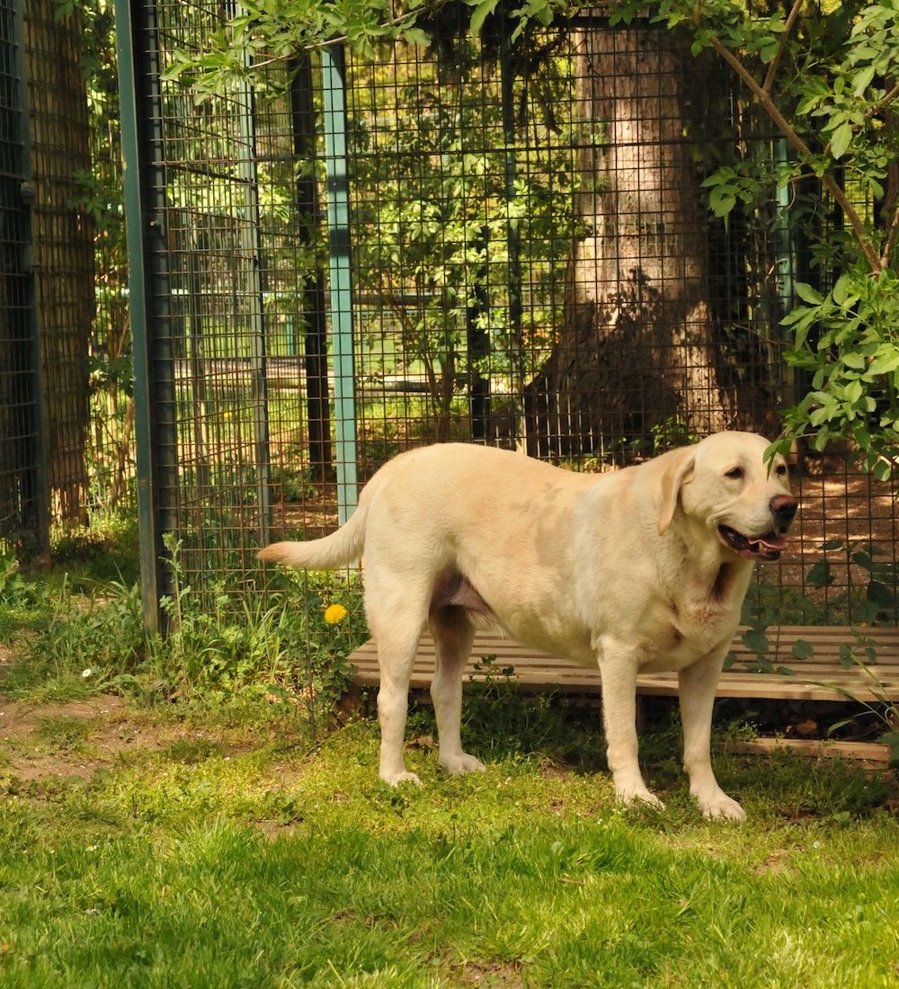 Tierklinik - Hundepension - Katzenpension - Kleintierpension - Gaaden