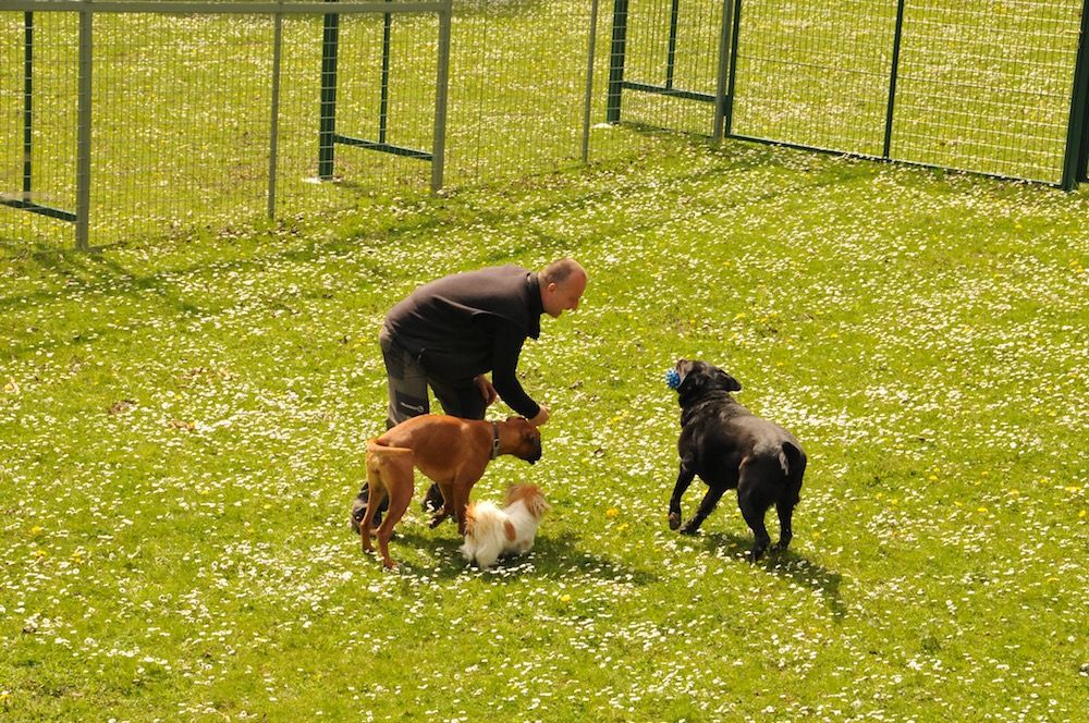 Tierklinik - Hundepension - Katzenpension - Kleintierpension - Gaaden