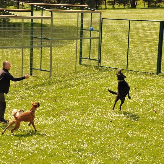 Hundepension - Tierbetreuung