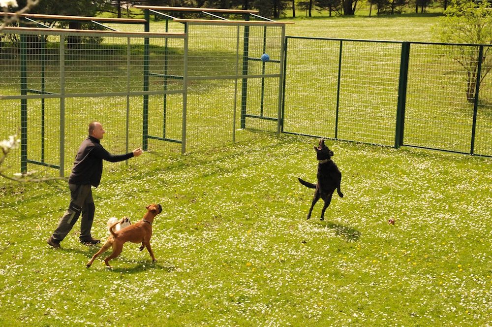 Hundepension - Tierbetreuung