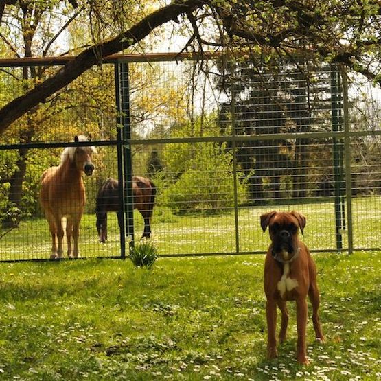 Hundepension Gaaden