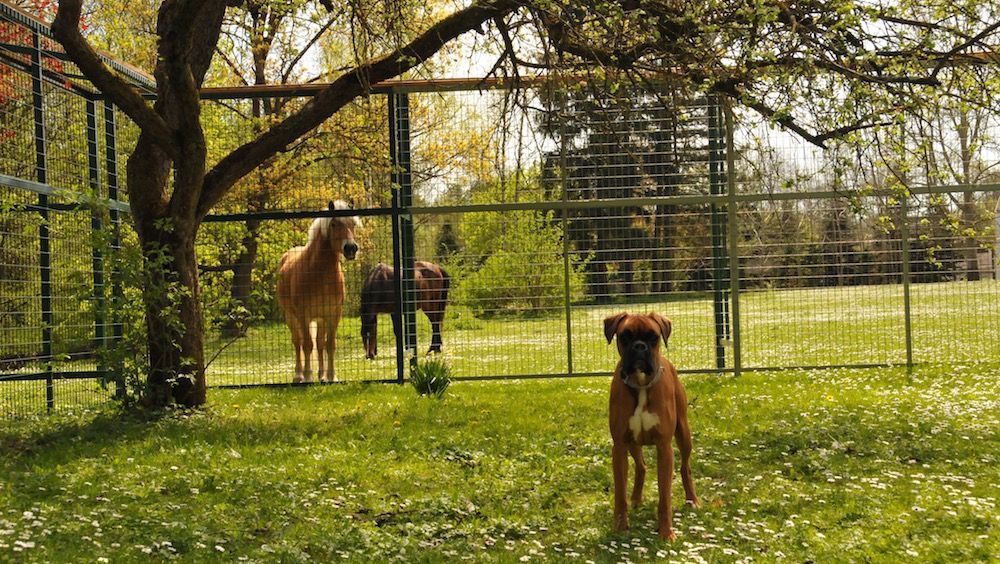 Hundepension Gaaden