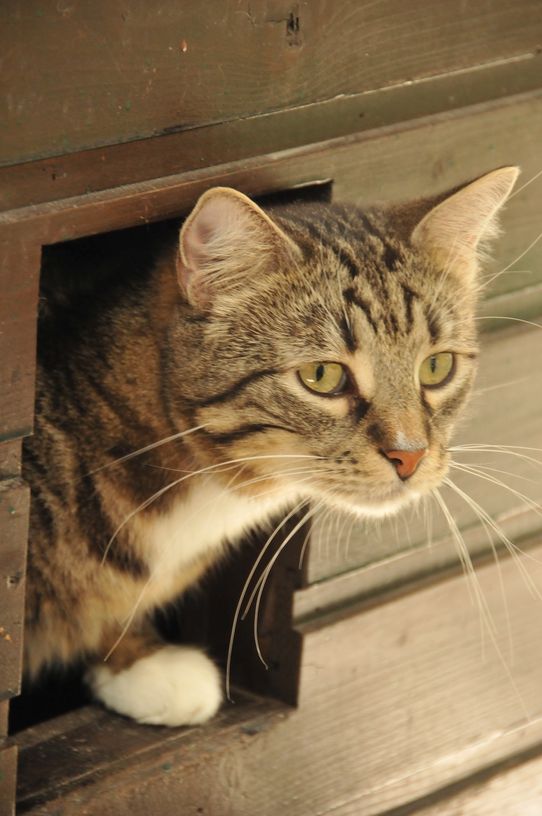 Tierklinik - Hundepension - Katzenpension - Kleintierpension - Gaaden