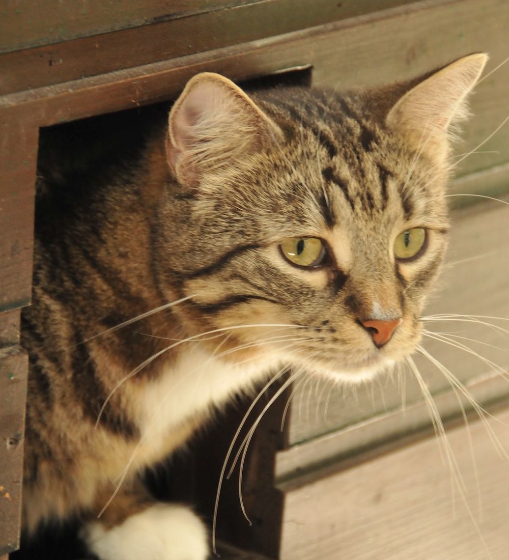 Tierklinik - Hundepension - Katzenpension - Kleintierpension - Gaaden