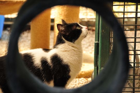 Tierklinik - Hundepension - Katzenpension - Kleintierpension - Gaaden