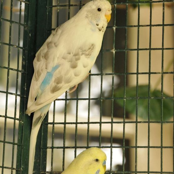 Tierklinik - Hundepension - Katzenpension - Kleintierpension - Gaaden