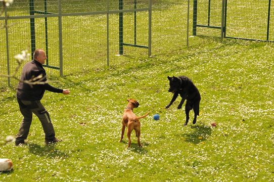 Tierklinik - Hundepension - Katzenpension - Kleintierpension - Gaaden